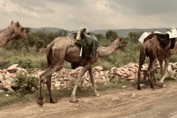 The Camels of India