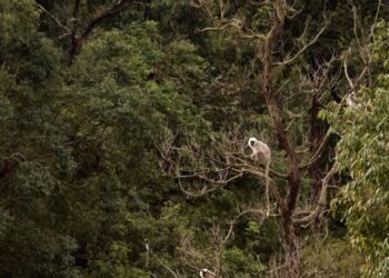 Hanuman Langur troop on a tree