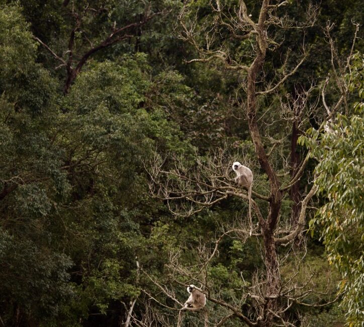 Hanuman Langur troop on a tree