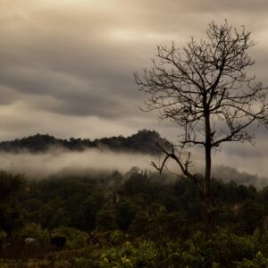 Sonanadi Range, Corbett National Park. Beautiful morning in the wild