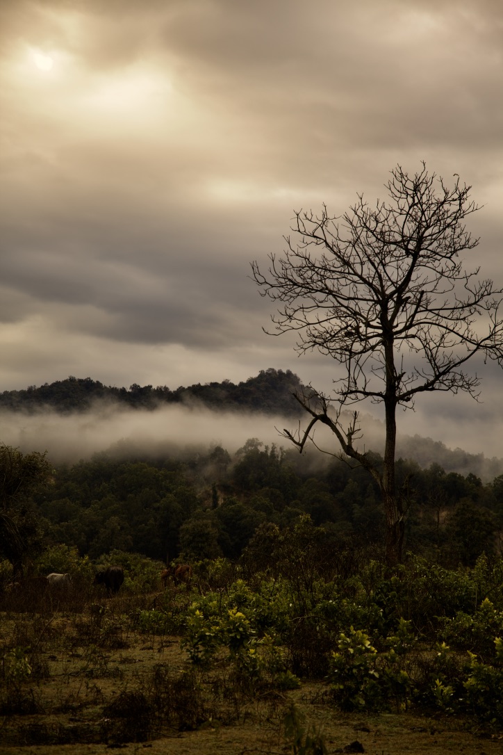 A Wet Dawn in Lansdowne