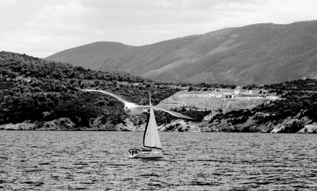 winged pirates of the Aegean: Sea Gulls