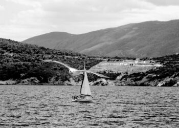 winged pirates of the Aegean: Sea Gulls