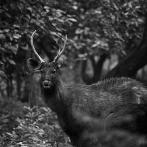 A Sambar stag and his harem of hinds in Sonanadai, Northern Corbett